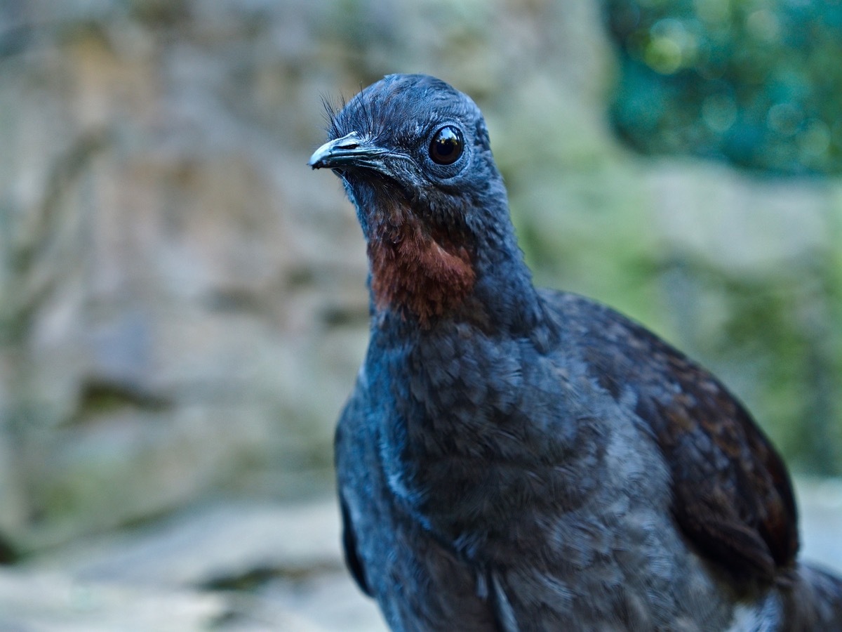 lyrebird sound facts