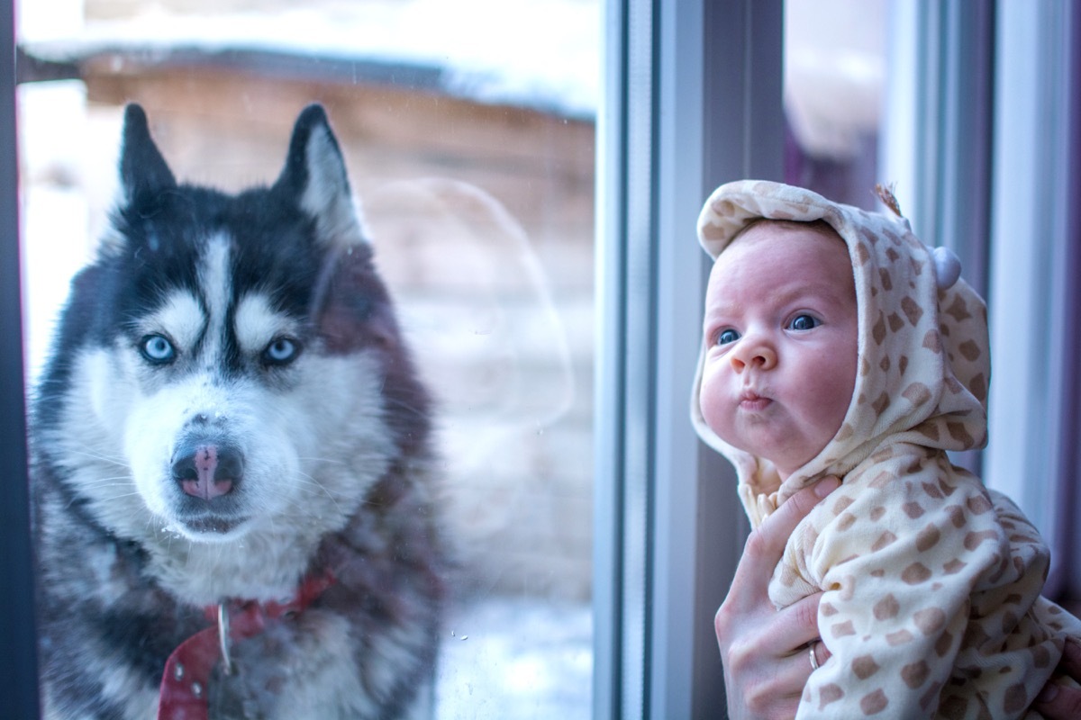 Baby and husky dog