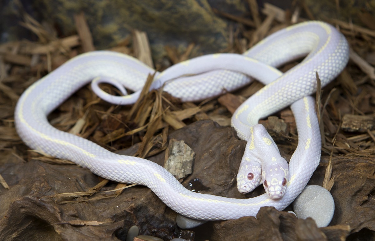 A white snake with two heads