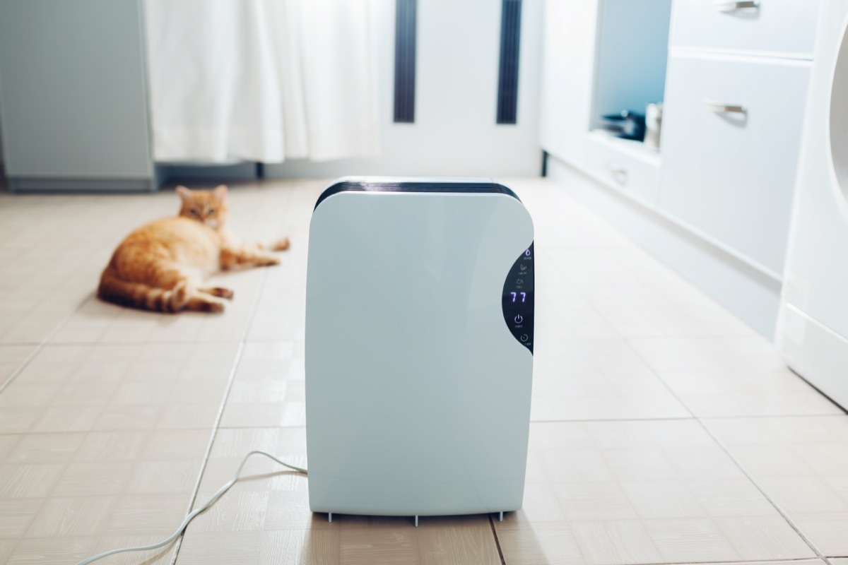 Dehumidifier with touch panel, humidity indicator, uv lamp, air ionizer, water container works at home while cat relaxing on kitchen.