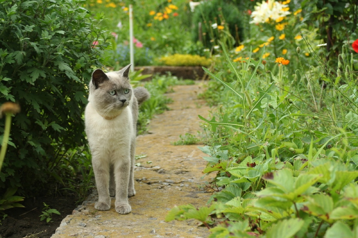 destroying your garden