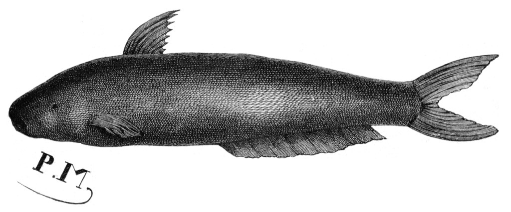 Candiru