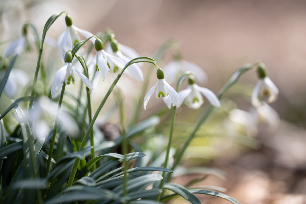 white Snowdrop flowers