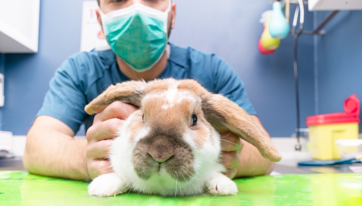 Rabbit at the Vet