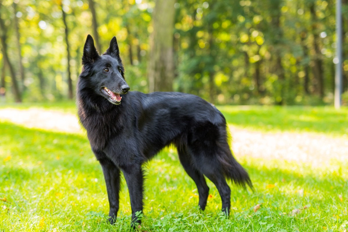 belgian sheepdog