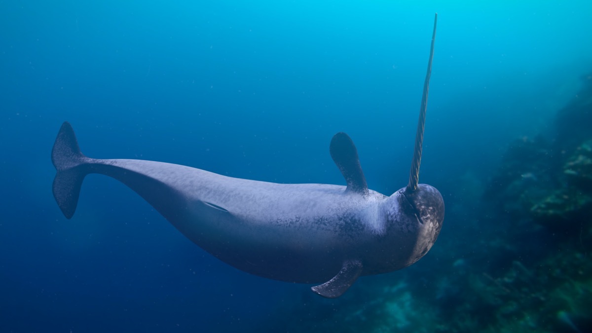 Narwhal in the ocean