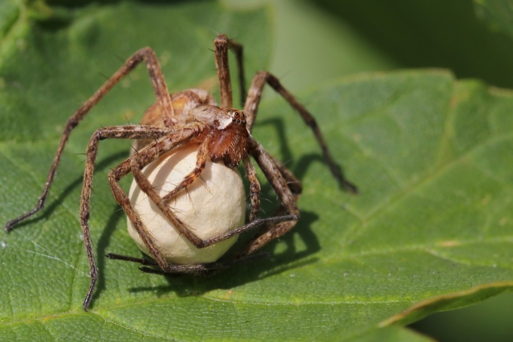 Spider with its Egg {Spider Facts}