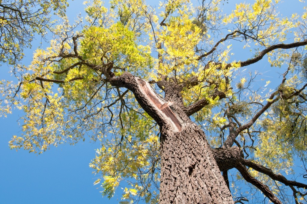 Black Walnut Tree {How Do Plants Protect Themselves}