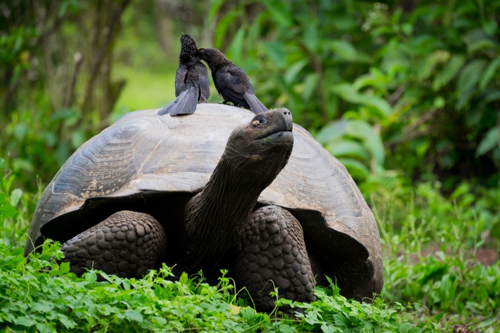 Galapagos tortoise