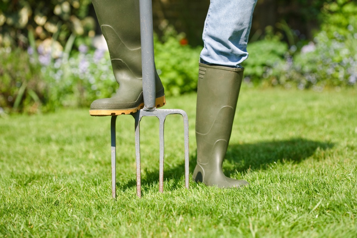 digging pitchfork in to aerate lawn