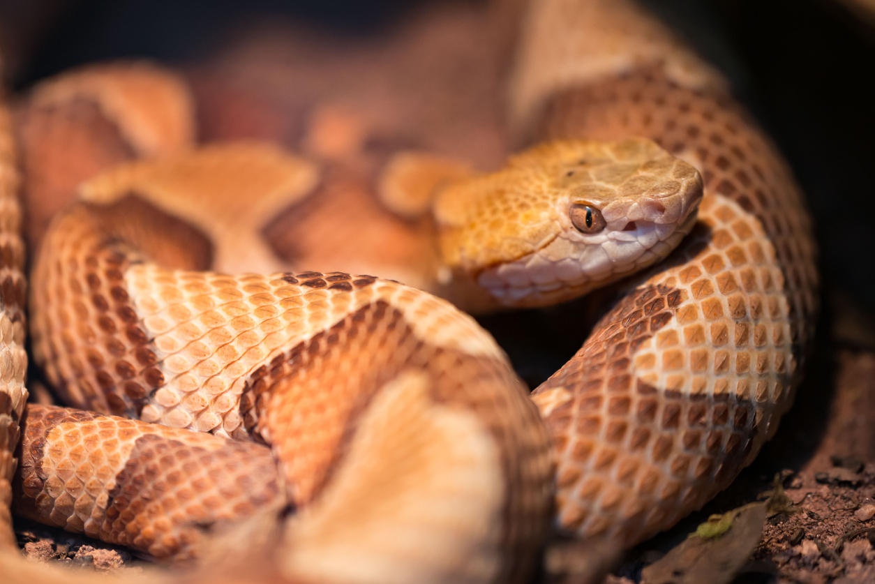 A copperhead snake coiled on the ground