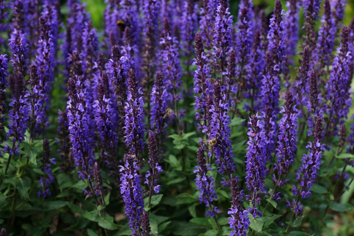 Purple spires flowers in meadow (salvia mystic)