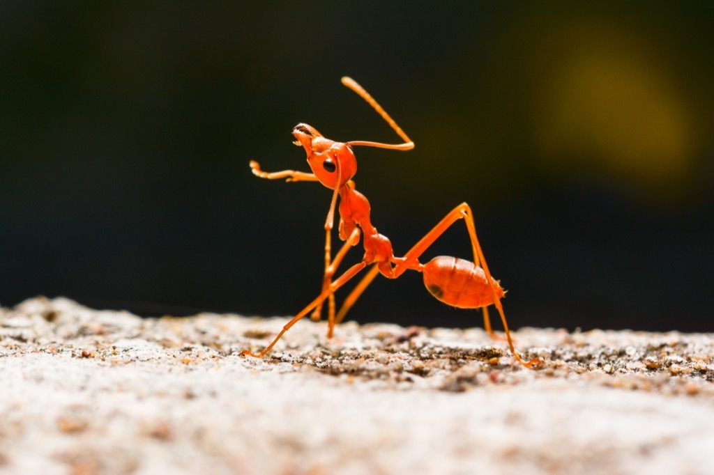 Red ant