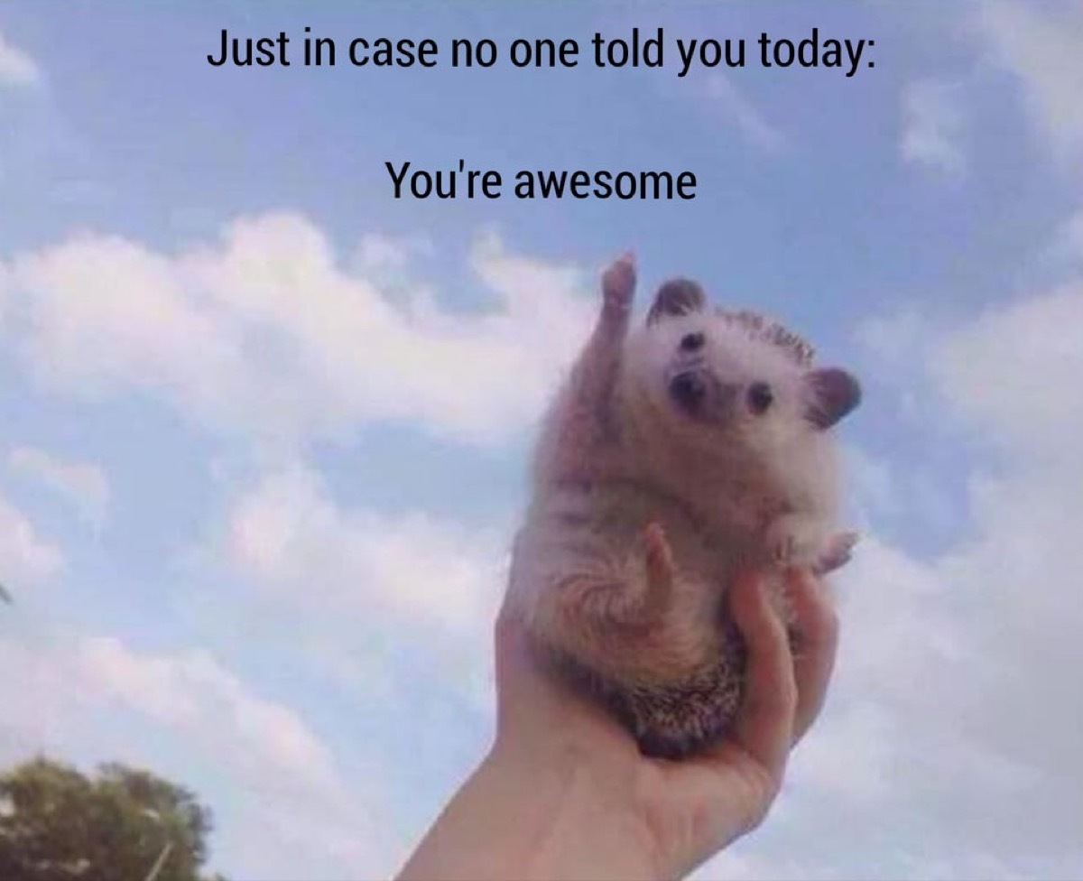 Cute hedgehog picture with caption 