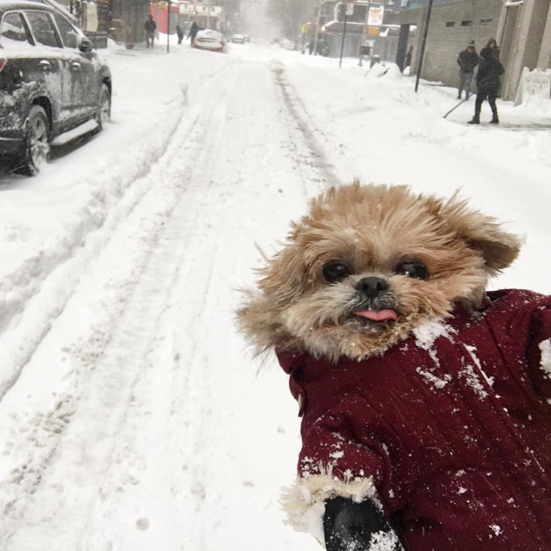 how_were_celebs_surviving_during_snowstorm_jonas_blizzard2016_18