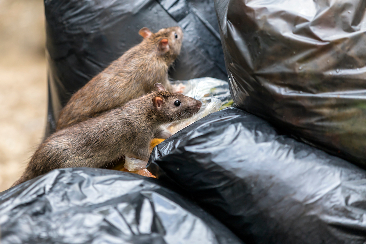 Rats on garbage