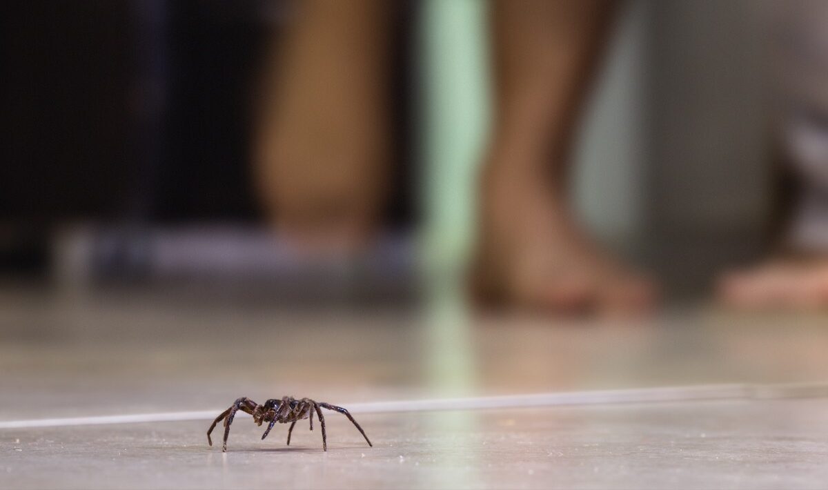 spider on tile floor