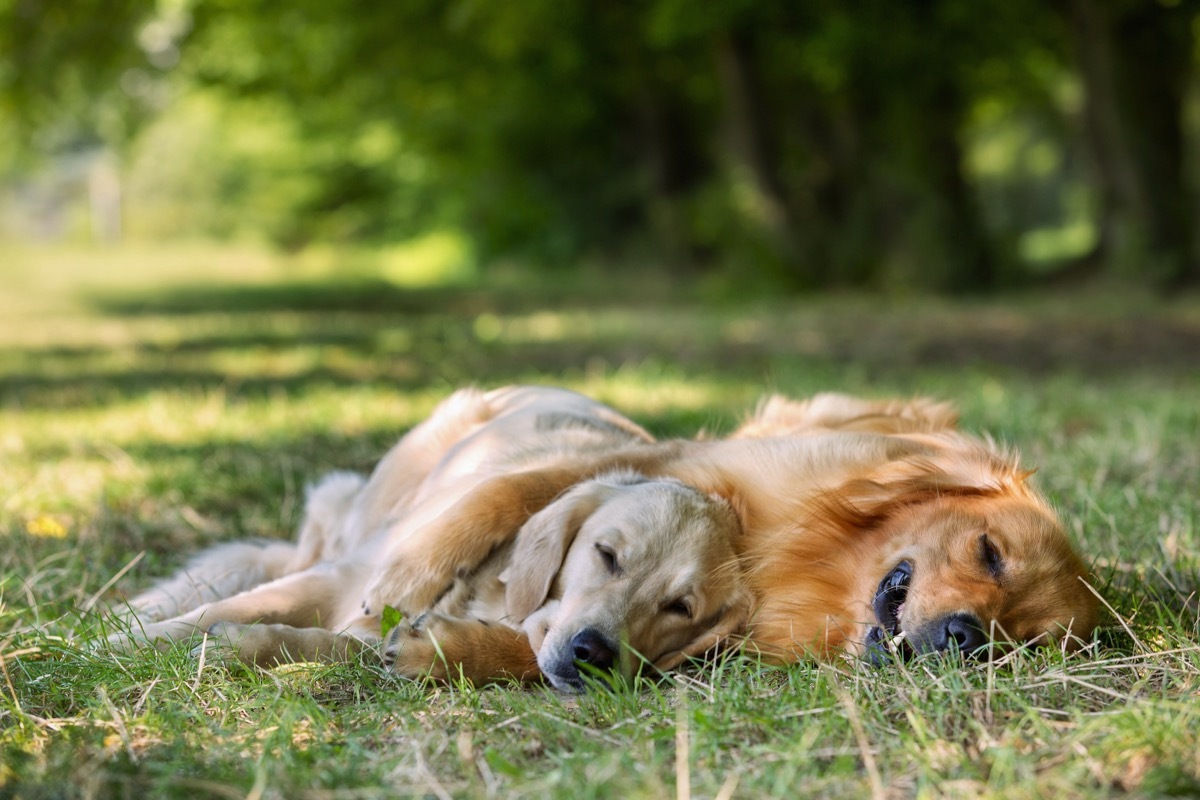 sleeping golden retrievers photos of snoozing dogs