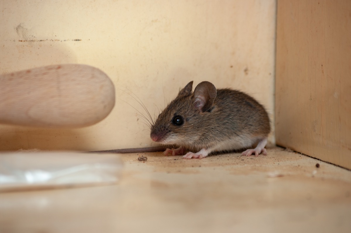 Mouse in a house