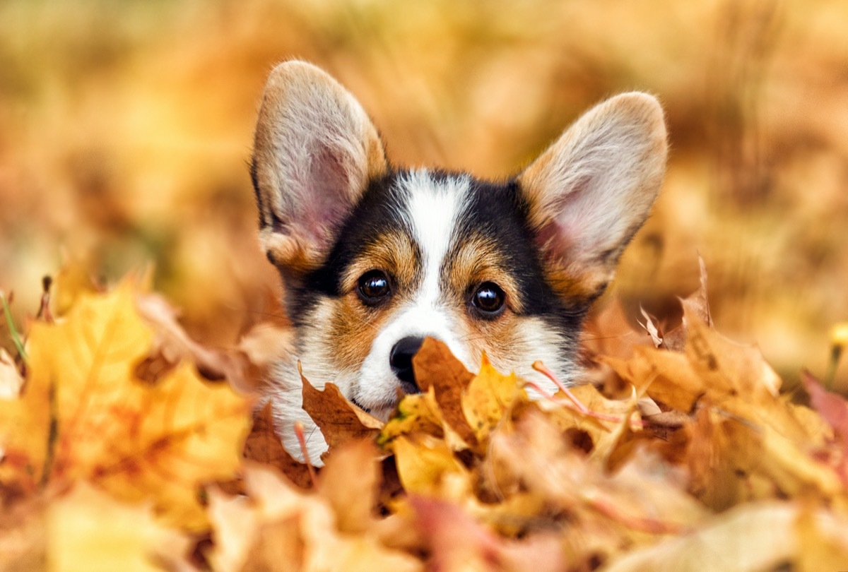 Welsh corgi in autumn leaves