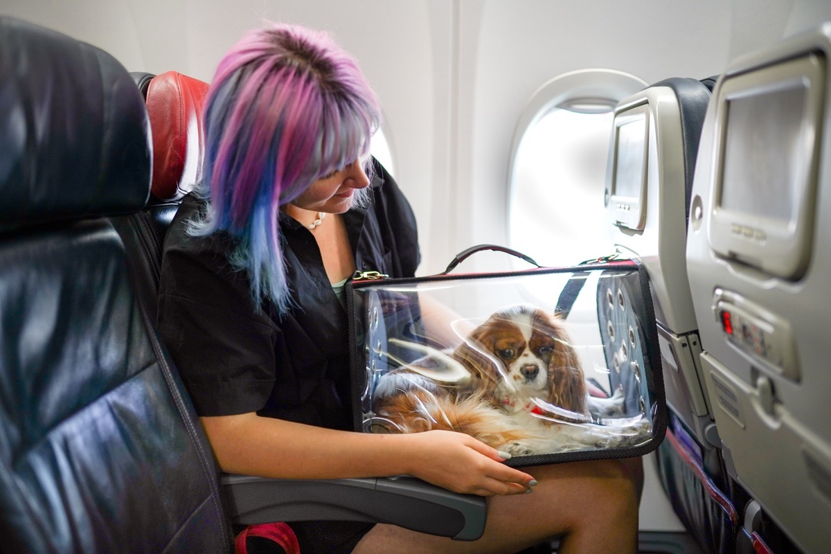 Young woman on airplane with her pet in carry bag