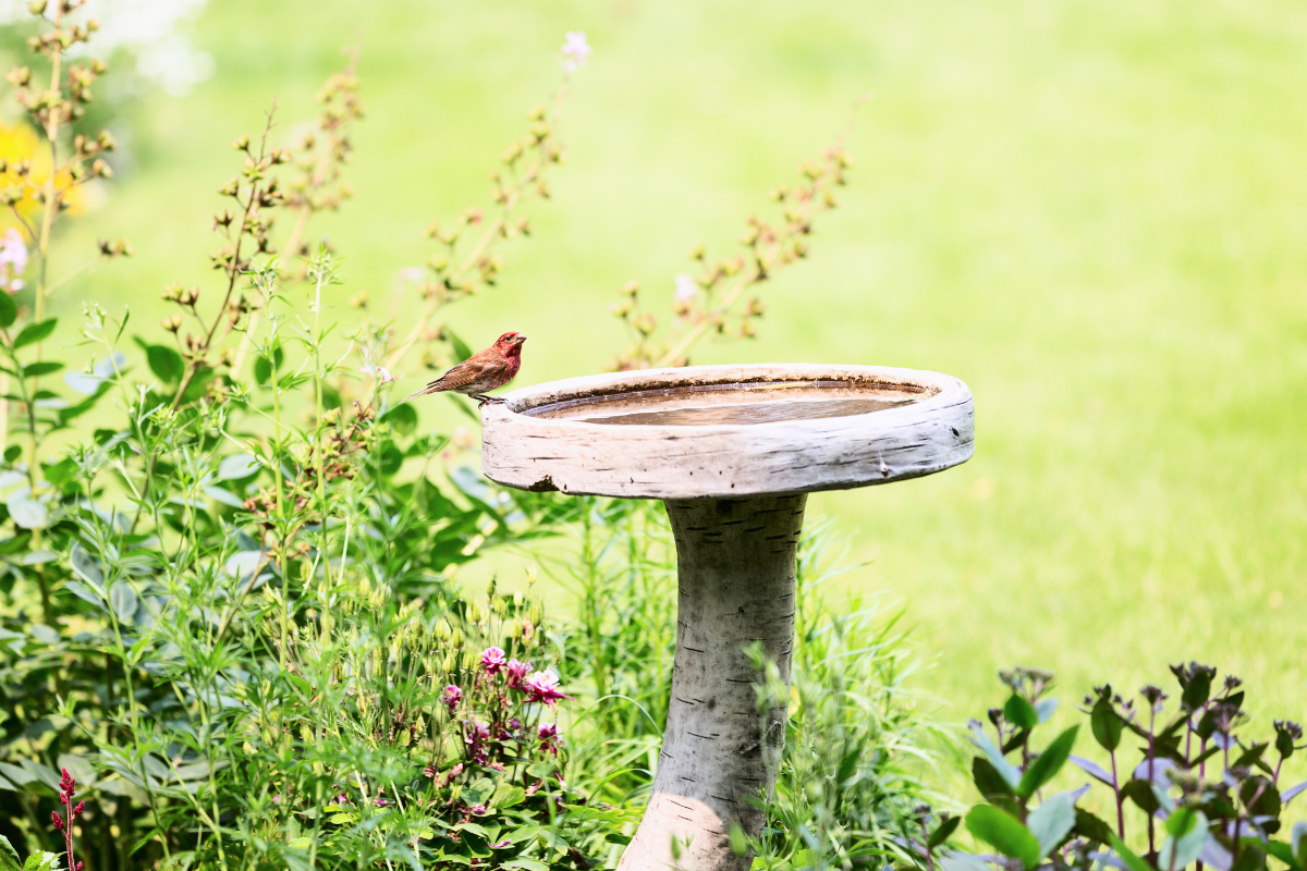 bird bath 