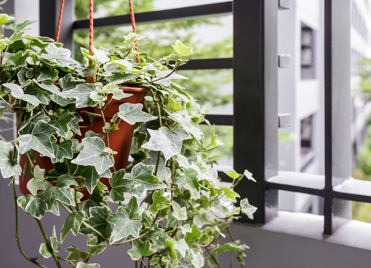 Home and garden concept of english ivy plant in pot on the balcony