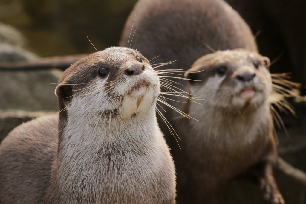 Pair of otters awesome facts