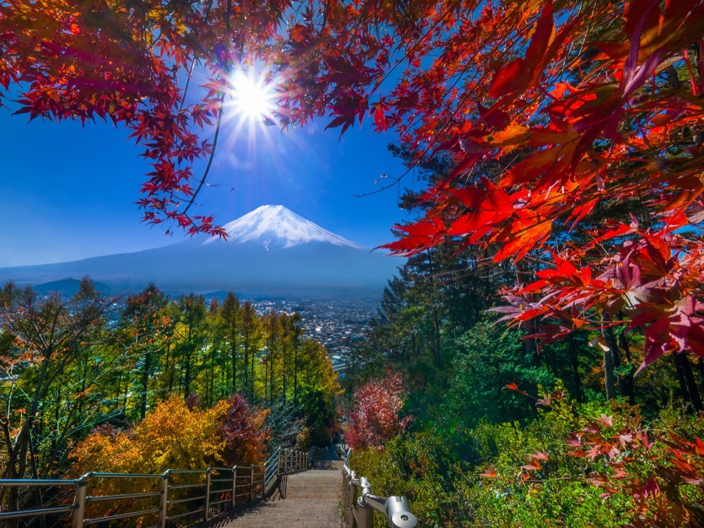 Aokigahara Japan suicide forest