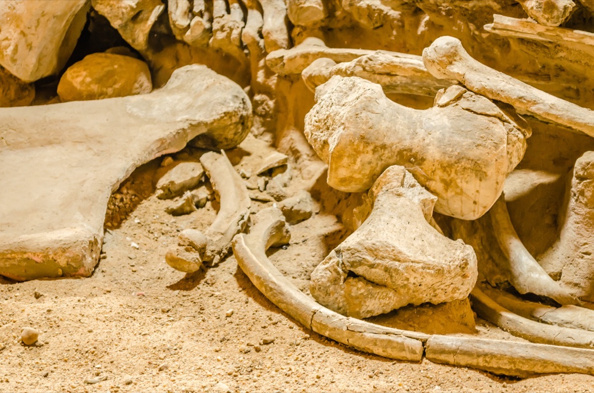 wooly mammoth fossil with bones