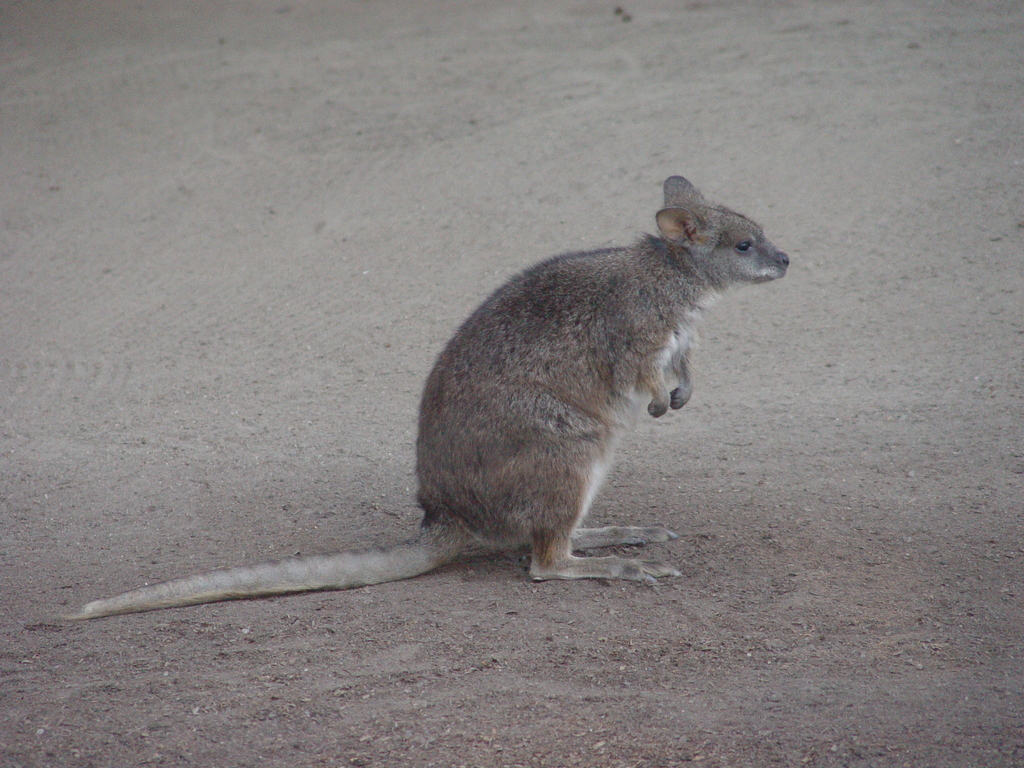 Kangaroo Rat Crazy Critters