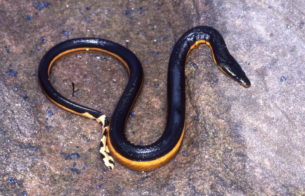 A yellow bellied sea snake lying on a rock