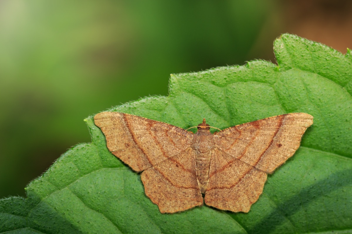 Image of brown butterfly(Moth) on green leaves. Insect. Animal.