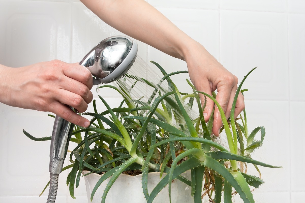 white hands washing aloe plants