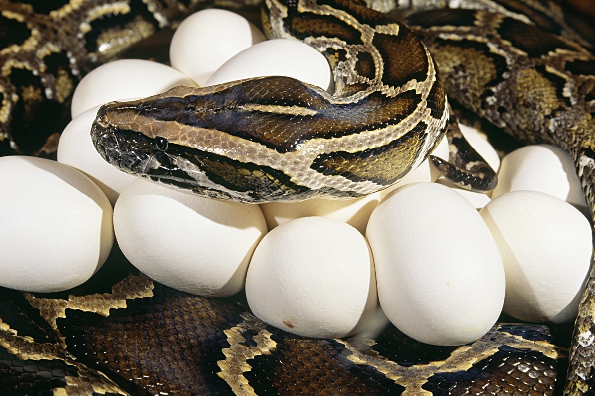 A Burmese python with a clutch of eggs