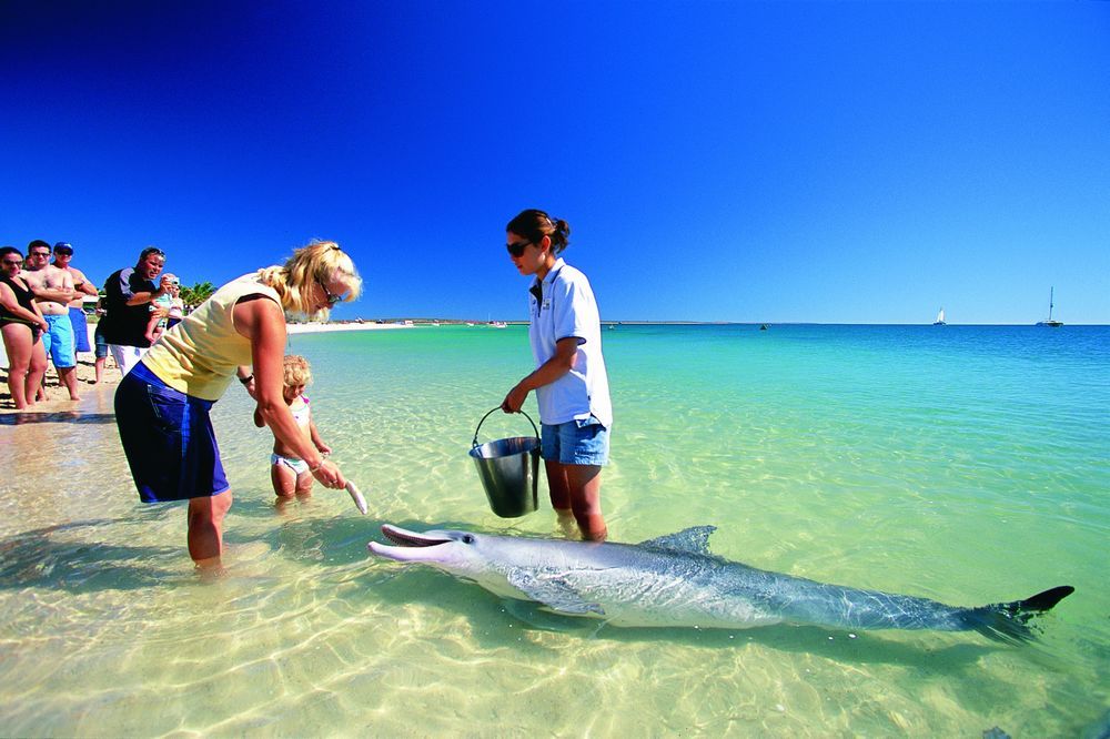 16.  Monkey Mia Dolphin Beach, Australia 2