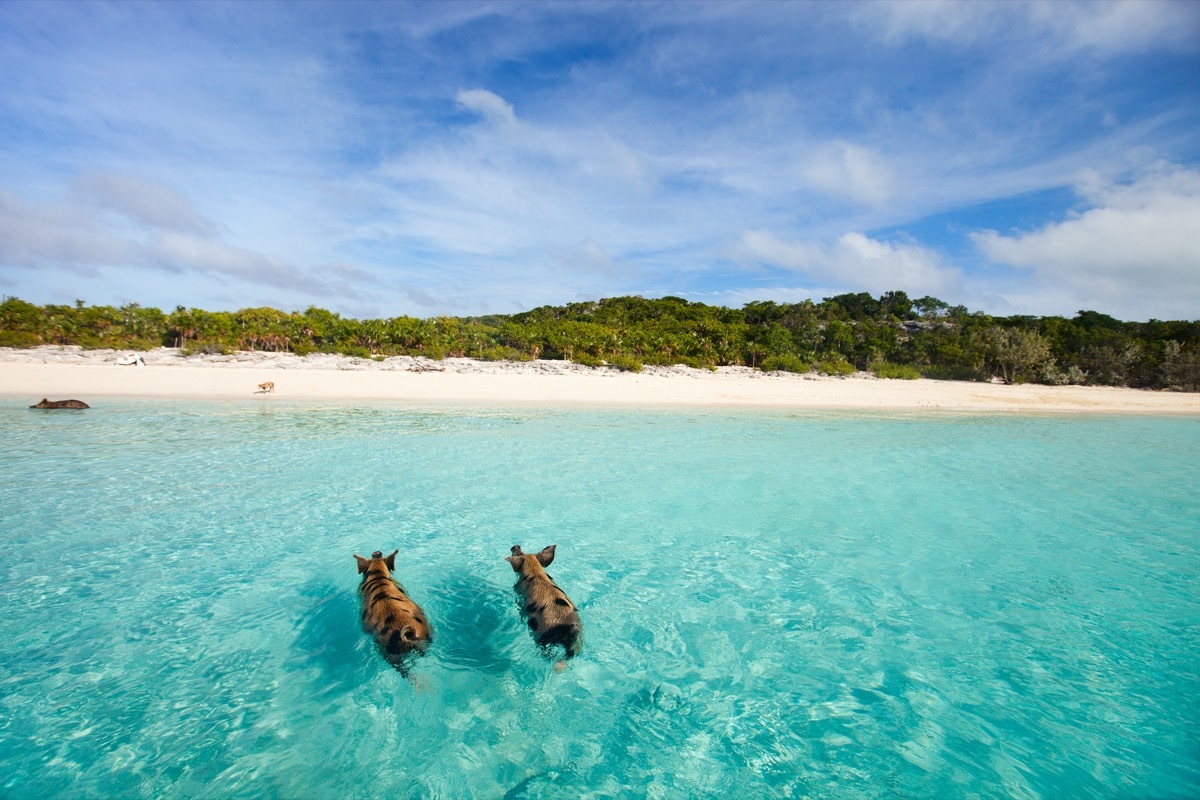 two pigs swimming near the beach