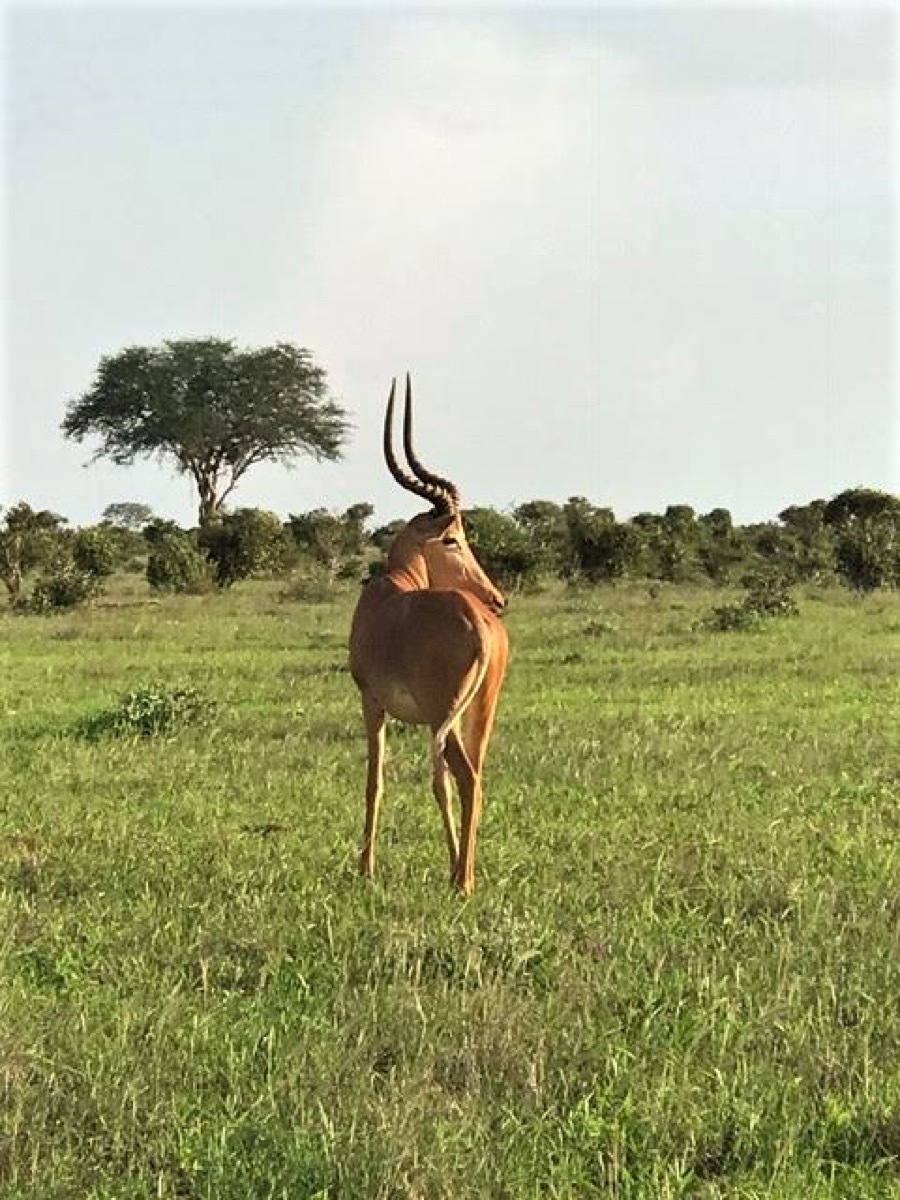 Hirola