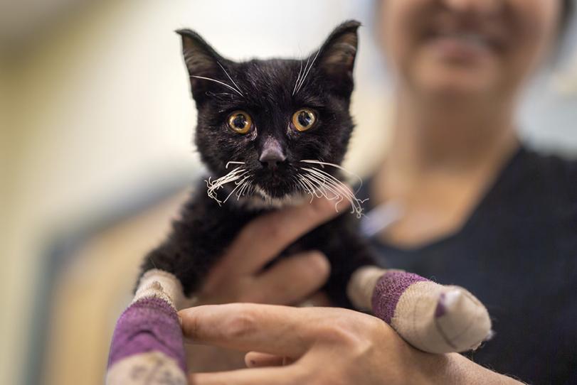 Image result for doctors treating black cats