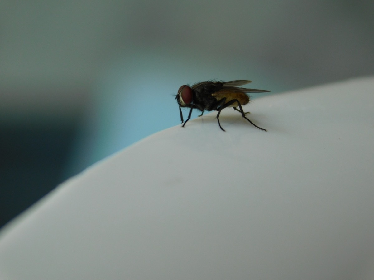 Housefly