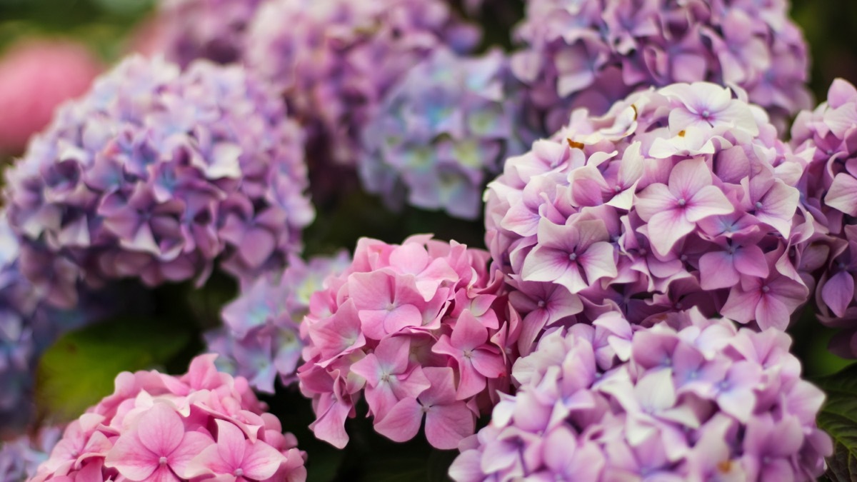 Penny Mac Hydrangeas