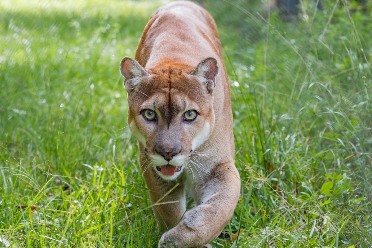 Florida panther