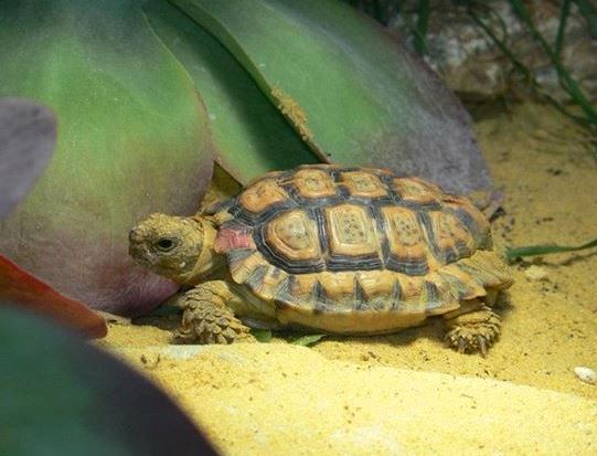 Speckled Padloper Tortoise Smallest Animals