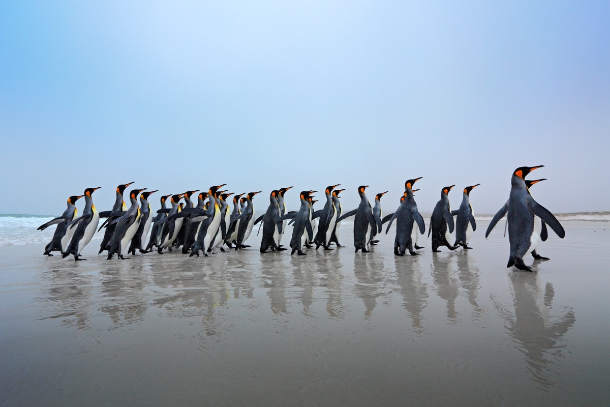 Group of King penguins photos of wild penguins