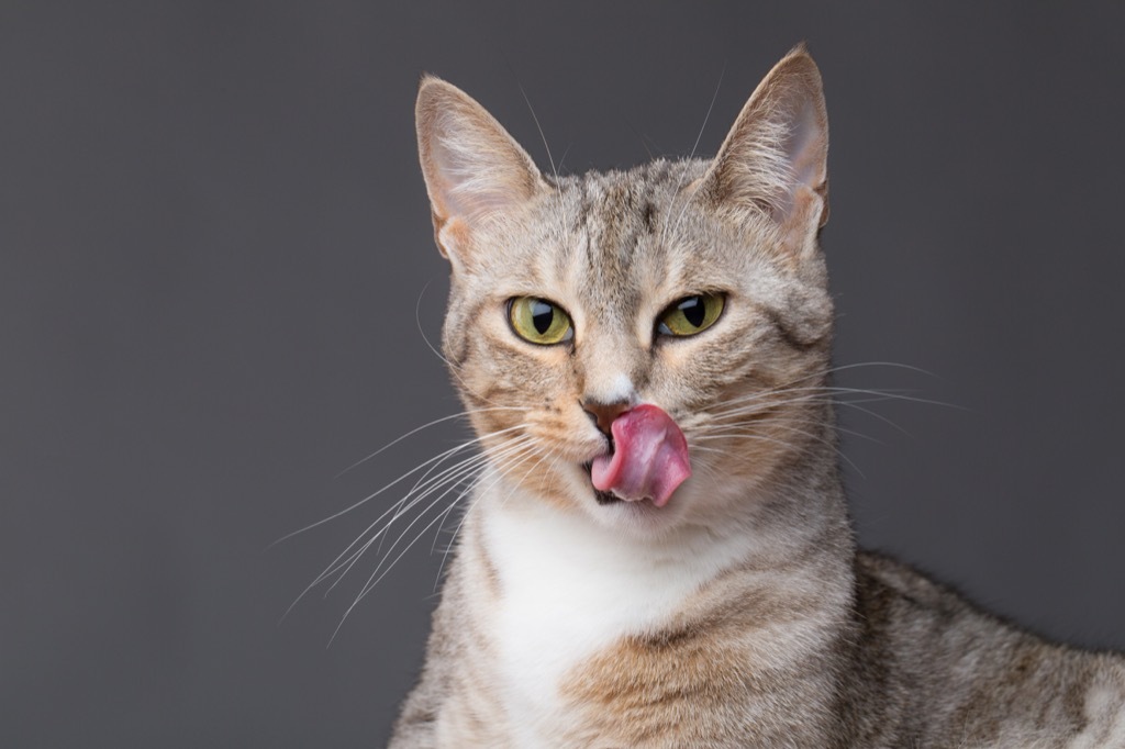 Cat licking mouth weird town names