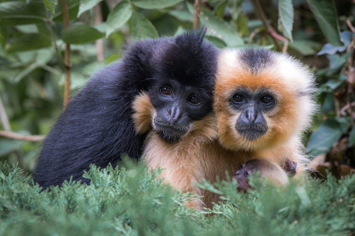 Cute gibbon animal couple