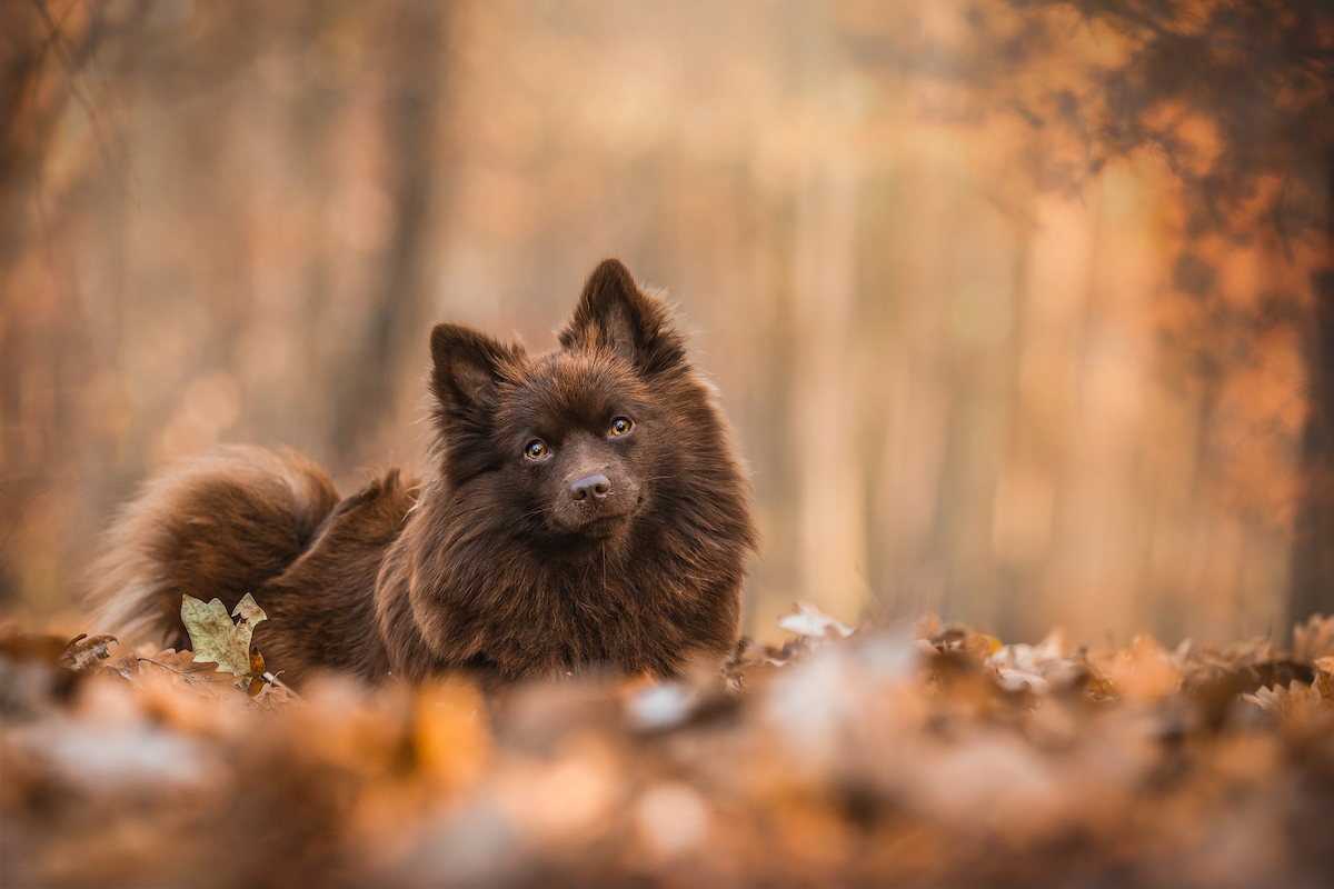 German Spitz Mittel