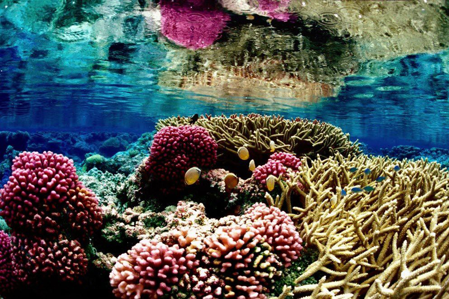 the-most-stunning-coral-reefs-you-definitely-need-to-visit-02