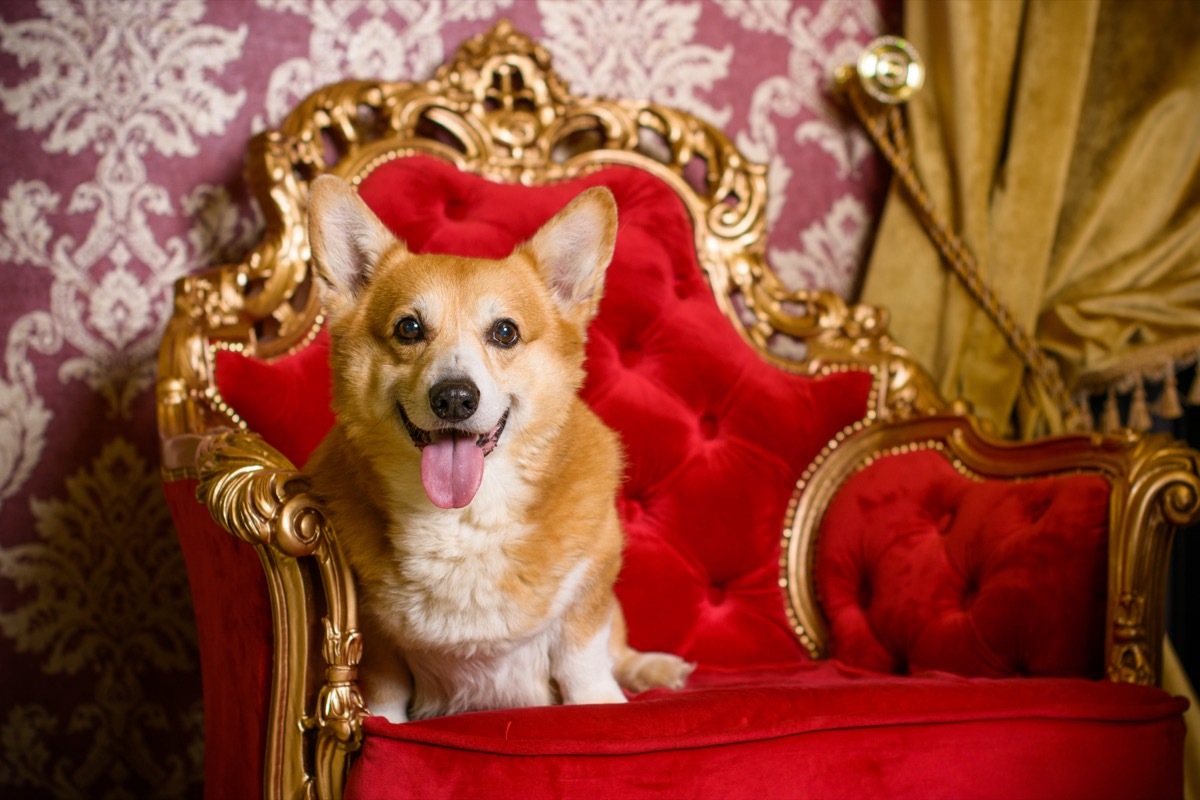 Corgi dog on sofa.