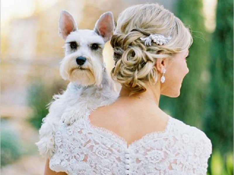 Wedding with pets - Summer Wedding Ideas 